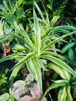 Chlorophytum com. pot12 ht25