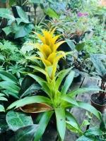 Guzmania pot12 ht48
