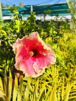Hibiscus greffe 5l