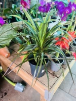 Dracaena combo pot17