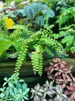 Adiantum melange pot508 t20