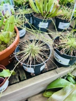 Drosera melange pot 9
