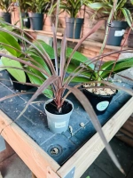 Cordyline australis pot11 ht35