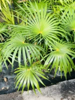 Palmier cocothrinax crinita 7.5l