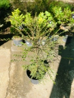 Bois de tisane rouge/bois de prune c3