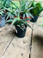 Sansevieria star canary pot9 h30cm