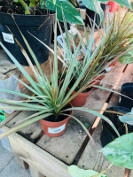 Dracaena pot12 35