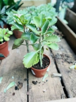 Succulentes mel 8variete pot508