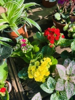 Kalanchoe fleur melange pot8 ht15