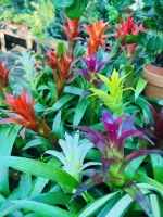 Bromelia melange pot 9cm