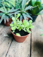 Cactes pattes d ours