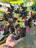 Trefle pourpre (oxalis triangularis)