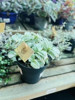 Tradescantia pot12 ht10