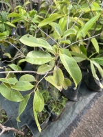 Sapotille (manikara sapota) ht30cm