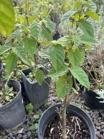 Clerodendron splendens rose c3