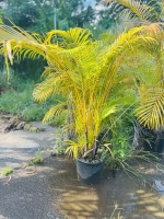 Palmier multipliant c15 (chrysalidocarpus lutescens)