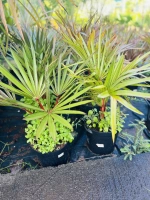 Latanier rouge 7.5 l