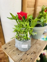 Dracaena lucky bambou pot14 ht25