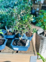 Bonsai melange bonsaimix pot15 ht30