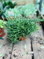 Rhipsalidopsis pot510 ht15