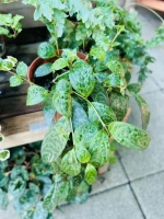Aeschynanthus marmoratus pot12 ht15