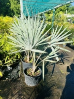 Bismarkia 25l (bismarkia nobilis)