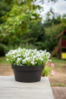 Coupe happy 25h12cm anthracite