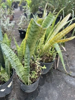 Langue de belle mere c3 ec