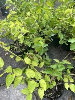 Jasmin de jour 3l (jasminum multiflorum)