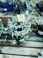 Callisia rosato 10.5cm pot510 ht15