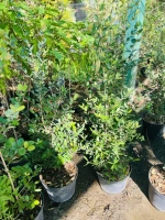 Bois de nefles 3l ec