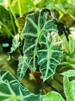 Alocasia polly pot 17cm