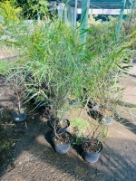 Bois d arnette petites feuilles 3l