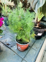 Asparagus pot12 ht35