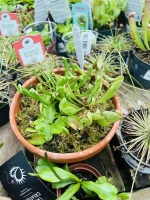 Plante carnivore melange 3varie pot16 ht30