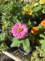 Zinnia nain profusion (zinnia elegans profusion)