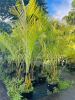 Palmier triangle 25l