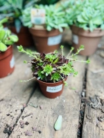 Sempervivum melange pot508 ht10