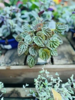 Peperomia melange pot11 ht23