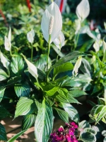 Spathiphyllum strauss pot13 h50