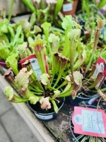 Dionaea muscipula pot 9