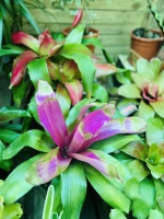 Guzmania neoregelia rose rouge panache c3 pdt