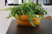 Melilo ibiza sunshine d24 h11