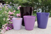 Sydney ultraviolet d37 h44