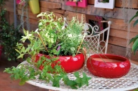 Plume coquelicot d20 h9