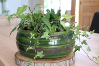 Melilo foret d24 h11