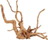 Racine araignee 30-40cm