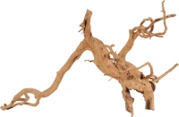 Racine araignee 40-50cm