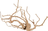 Racine araignee +60cm