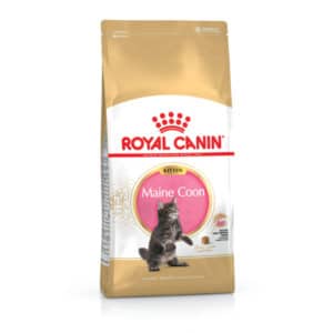 Royal Canin Kitten Maine Coon pour chaton